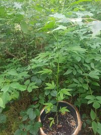 Diese Hanf-Pflanzen wurden im Chemnitzer Zeisigwald gefunden. 