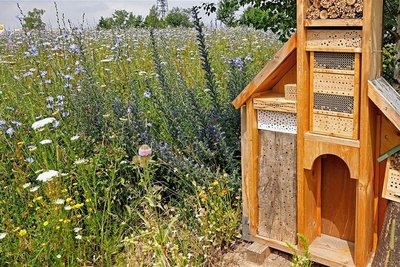 Eine artenreiche mehrjährige Blühwiese mit heimischen Pflanzen und Wildbienen-Nisthilfen bei Hohenstein-Ernstthal. 