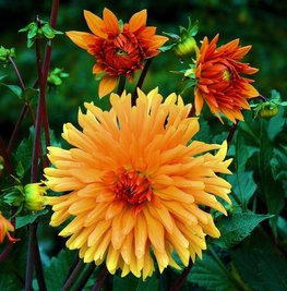 Dahlien zeigen bei richtiger Pflege noch viele Wochen ihre schönen Blüten. 