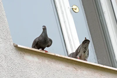 Wo einst Nachbarn die Aussicht genossen, haben heute Stadttauben ihren Platz gefunden.
