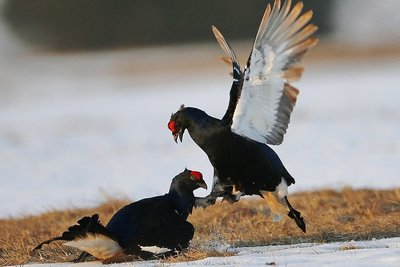 Birkhähne in der Balz. Dafür finden sich die Vögel auf bestimmten Plätzen im Frühjahr zusammen. 