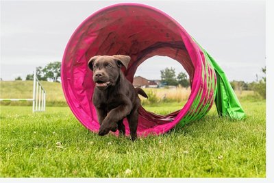 Ein Hund trainiert auf einem Parcours. Künftig soll die Hundehaltung in Lichtenau teurer werden. Foto: Benjamin Nolte/dpa