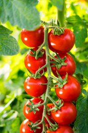 Im Jahr 2018 wurde die Tomate zum Gemüse des Jahres gekürt. Aus gutem Grund!  