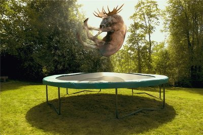 Das Trampolin - Spielwiese auch für große Tiere. 
