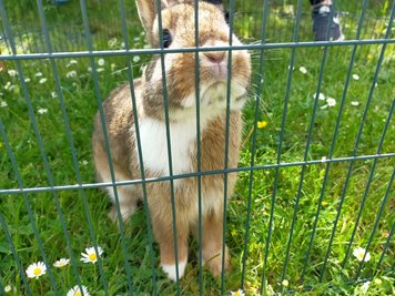 Lucky, der Fundhase aus dem Müllcontainer