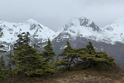 Nadelbäume wachsen in Alaska auf einer dünnen Erdschicht.