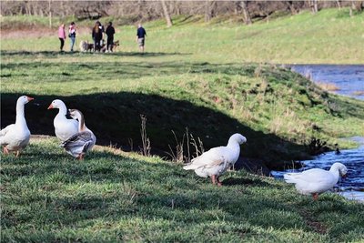 Freilaufende Gänse sind ein Blickfang auf dem Spaziergang. Man geht ihnen aber besser aus dem Weg.