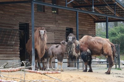 Zufriedene Familie: Trampeltier Namika (Mitte) wurde im März geboren.