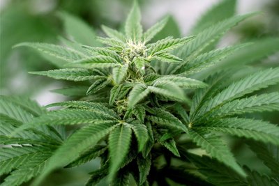 Eine Cannabis-Pflanze: Bis zu drei können nach dem neuen Gesetz zuhause gezogen werden (Symbolbild).