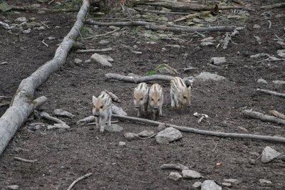 Nachwuchs gab es auch im Wildgatter Oberrabenstein: Vier Frischlinge tummeln sich dort.