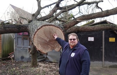 Baumexperte Michael Ludwig vor dem rund 180 Jahre alten Baum. Ein von außen nicht erkennbarer Pilz hatte die Wurzel angegriffen. 
