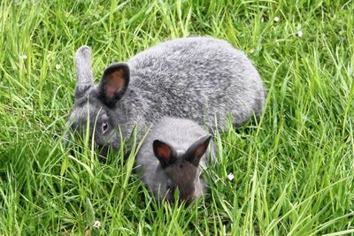Dem Osterhasen helfen am Karfreitag die Langenhessener und bemalen Eier.