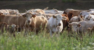 Die Rinder der im Vogtland bislang betroffenen Betriebe standen zum Zeitpunkt der Infektion auf der Weide. Das Foto dient der Illustration. Die Tiere auf dem Bild sind gesund.