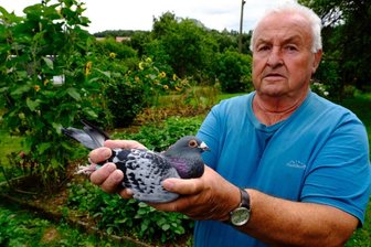 78-jähriger Brieftaubenzüchter verliert Pachtgarten in Friesen - Hans-Peter Schwabe mit einer seiner vier letzten Brieftauben im Pachtgrundstück in der Siedlung in Friesen. Hier grünt und blüht es. Ein Stück urwüchsige Natur. Doch die Stadt hat die Fläche als Bauland verkauft.