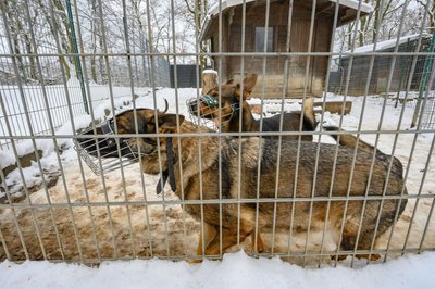 Nur mit Maulkorb: Cora (vorn) und Odie im Auslaufgehege.