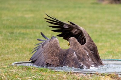 Dieser Seeadler taucht erstmal ab, bevor er sich dem Publikum vorstellt.