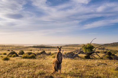 Weite Landschaften - und natürlich ein Känguru.