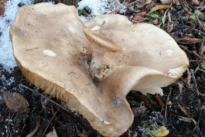 Diesen Pilz gibt es gleich im Doppelpack. Auf dieser Nebelkappe wächst gleich noch eine.