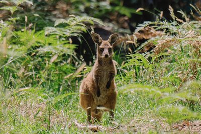 Selten tagsüber anzutreffen: ein Wallaby.