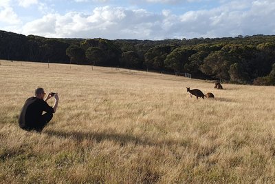 Auf Kangaroo Island begegnen sich Mensch und Känguru recht häufig.