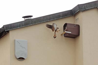 Turmfalken nisten in einem Nistkasten in Zwickau. Der ursprüngliche Nistplatz der Vögel an einem Gebäude gegenüber wird abgerissen. In Kooperation mit Naturschützern organisierte der für Abriss und Neubau zuständige Staatsbetrieb Immobilien- und Baumanagement (SIB) den Umzug der letzten «Hausbewohner», nämlich Turmfalke, Mauersegler und Fledermaus. Dafür wurden an einem Haus gegenüber Nistmöglichkeiten geschaffen, die gut angenommen wurden.