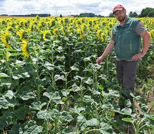 Der Familienbetrieb Stiegler aus Callenberg hat in diesem Jahr zum ersten mal 22 Hektar Sonnenblumen angebaut. Doch auch wenn das schön aussieht: Es ist kein Blumenfeld zum Selberpflücken.