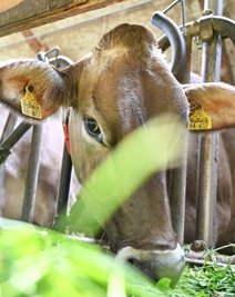 22 Rinder aus zehn Betrieben sind in den vergangenen Tagen im Erzgebirge an der Rinderseuche verendet. 