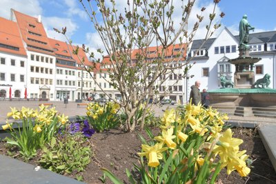 Frühlingsboten in Freiberg, hier auf dem Obermarkt.