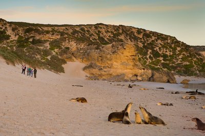 Direkt an den Strand der Seelöwen geht es nur mit einem Guide der Nationalparkbehörde, direkt vor Ort buchbar.