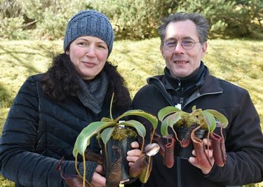 Nicky Westphal und Jana Pfeiffer aus Plauen sind Spezialisten für fleischfressende Pflanzen, züchten unter anderem Kannenpflanzen. 