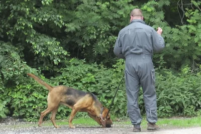 Nach einem Einbruch in Annaberg-Buchholz hat ein Fährtensuchhund  einen Teil der Beute aufgespürt.