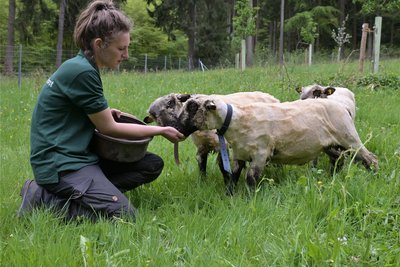 Wenn Revierförsterin Anne Borowski bei den Schafen vorbeischaut, gibt es Pellets als Leckerli. Das schafft Vertrauen bei den Vierbeinern. Noch immer sind sie aber ziemlich schreckhaft.