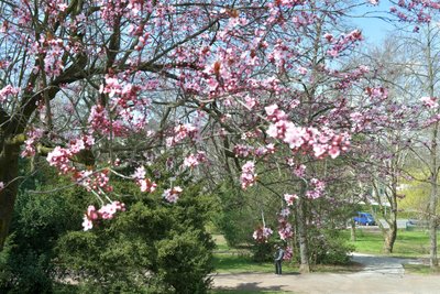 In Freiberg hat der Frühling Einzug gehalten. Im Bild der Albertpark.