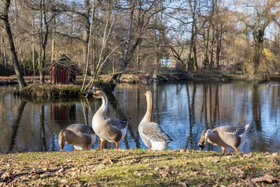 Die Gänse im Reichenbach sind eine Institution. Künftig können sie in saubereren Teichen schwimmen.