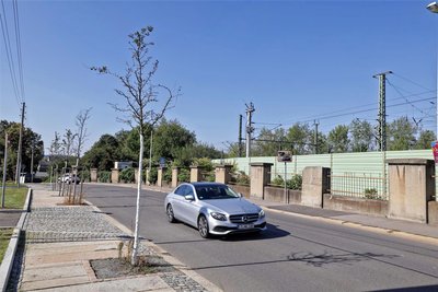 Die Bäume an der Glauchauer Bahnhofstraße sterben ab.