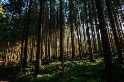 Der Zustand der deutschen Wälder bleibt angespannt. (Archivbild)