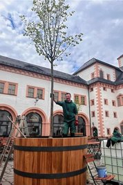 Umtopfen mit Leiter: Gerd Landgraf pflanzte die Lindenbäume die neuen Holzbottiche. 