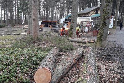 Im Naherholungsgebiet am Pöhlberg wurden zahlreiche Bäume gefällt – in Vorbereitung auf die geplanten Umbauarbeiten.