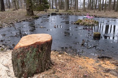 Der Teich gleicht derzeit eher einem Tümpel. Das Areal soll zu einem Ruhebereich umgebaut werden.