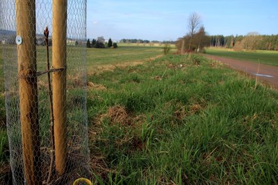 Neue Kastanien sollen an der Allee die entstandenen Lücken füllen.