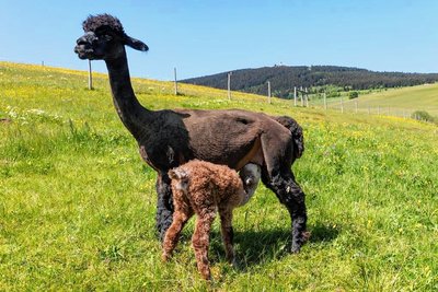 Der kleine Kerl hat großen Hunger: Rasputin mit seiner Mama Evita. 