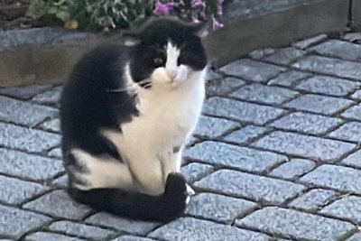 Kater Zorro, der auch ein Opfer eines Tierquälers in Jahnsdorf geworden ist. Von Goldi gibt es kein Foto.