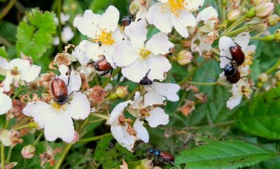 Der Gartenlaubkäfer befällt mit Vorliebe Rosengewächse wie diesen vielblütigen Hagebuttenstrauch im Garten von Kay Meister.
