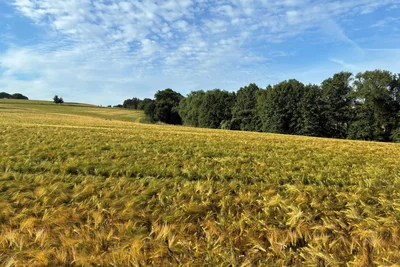 Bei dem Ausritt ging es an malerischen Feldern, Wiesen und Weiden vorbei. Nicht nur Regierungschef Michael Kretschmer fand: „Tolle Landschaft.“