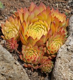 Sempervivum oder "Gold Nugget" nennt man auch Steinrose.
