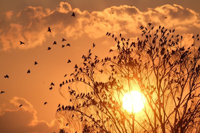Stare fliegen zu einem Baum, während im Hintergrund die Sonne untergeht. Auch in der kommenden Woche wird das Wetter von glühender Sommerhitze bestimmt. 