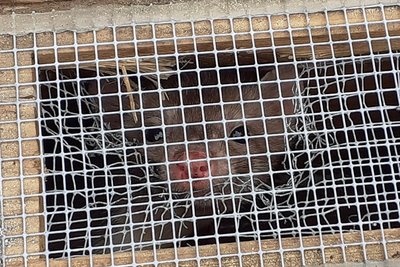 Ein pfiffiges Kerlchen, der Steinmarder: Jetzt wurde er im Sächsischen Landeskrankenhaus Rodewisch gefangen und im Wald bei Steinberg ausgesetzt. Ob die Entfernung ausreicht, wird man bald merken.