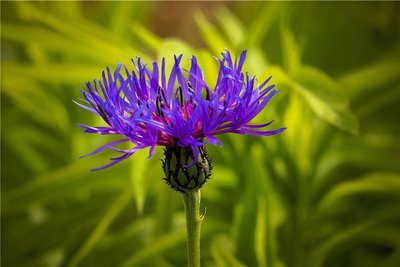 Kornblumen versamen sich bei Katrin Reuter selbstständig. Ringelblumen, Fenchel, selbst Topinambur tun es ihnen gleich.