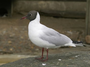 Lachmöwe