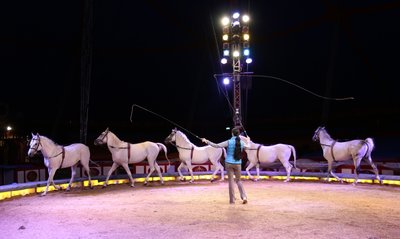 Für viele Kinder ist Zirkus ein Muss. Unter Erwachsenen gehen die Meinungen hingegen weit auseinander. Während Circus Krone als Branchenprimus den Tierschutz nach eigenen Angaben großschreibt, fordern Zirkusgegner ein generelles Wildtierverbot in der Manege.